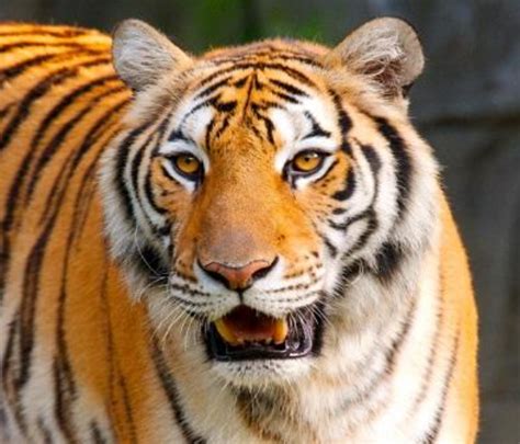 老虎为什么是独居动物？|领地|气味|交配期_新浪新闻