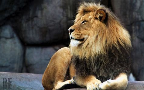 非洲雄狮高清图片下载-正版图片501334277-摄图网