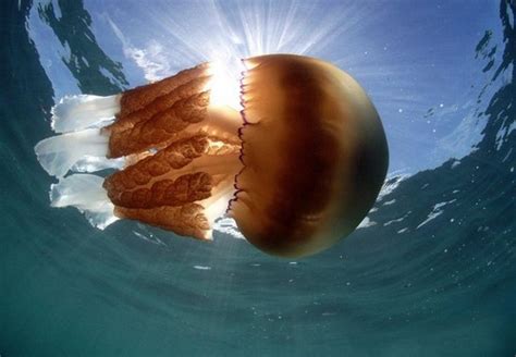 英国海岸附近现巨型水母重达64斤-图闻天下-锦程物流网