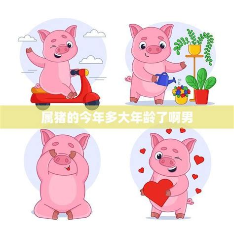 属猪-亥猪-生肖猪-属猪的今年多大-属猪男女性格-属猪运程_起名网