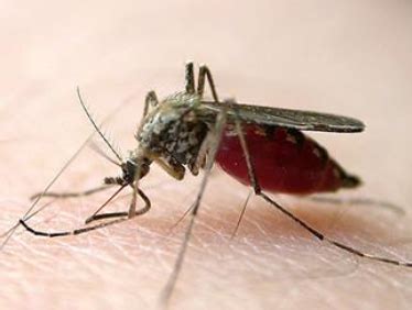 什么血型招蚊子呢 - 学术百科 - 学术堂百科