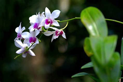 花期最长的兰花，开花大家应该都不陌生月，花大香浓色美，好养易|兰花|仙女|紫霞_新浪新闻