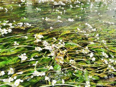 惊了！“水性杨花”真的存在？还是中国特有的植物！