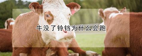 牛没了铃铛为什么会跑 —【发财农业网】