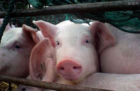 专家预计2020下半年的猪价 到时猪肉价格是涨是跌-股城热点