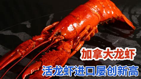 活大龙虾摄影图__海洋生物_生物世界_摄影图库_昵图网nipic.com