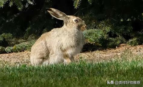 巨型食人兔(巨型食人兔真的存在吗?巨型食人兔长什么样子?最大的兔子多少斤?) - 【爱喜匠】