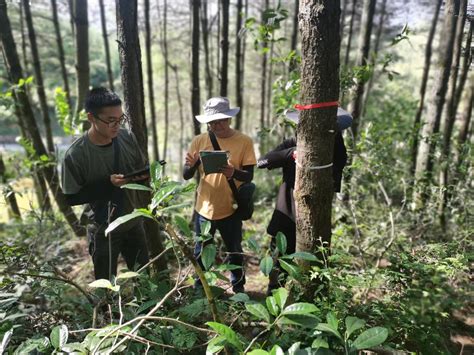 县林业局：开展森林资源专项调查复核工作_城口县人民政府