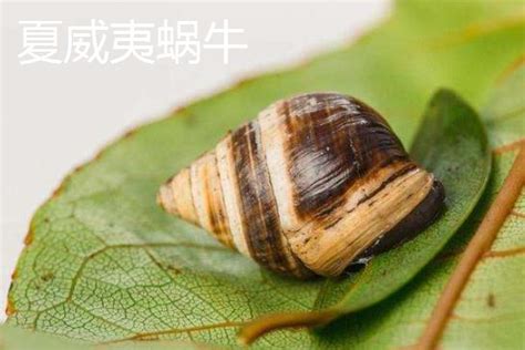 蜗牛是益虫还是害虫，附生长的环境和品种 - 农村网