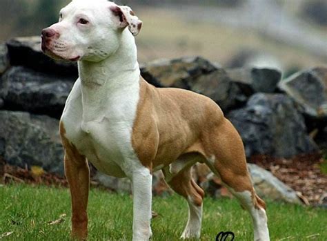 最凶的狗排名_世界最凶的狗十大排行榜 加纳利犬每年致死率全球居前列_排行榜