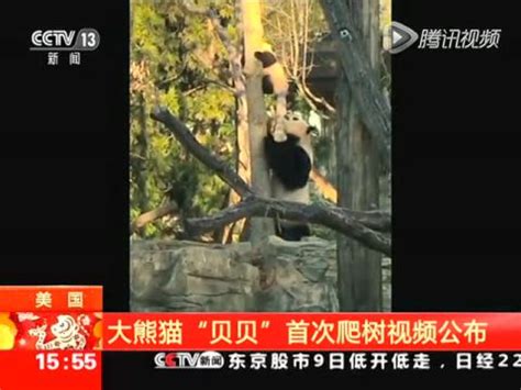 大熊猫贝贝首次爬树视频曝光 妈妈在树下保护