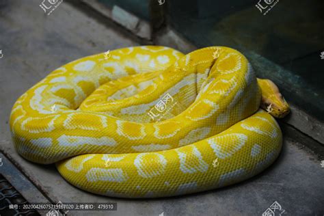 黄金蟒蛇的图片大全大图(黄金蟒蛇其实是得病之后所形成的，人工繁殖之后，喜欢当成宠物) | 说明书网