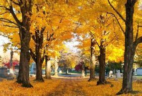 美丽的秋景 — 风吹破了白杨黄叶高清摄影大图-千库网