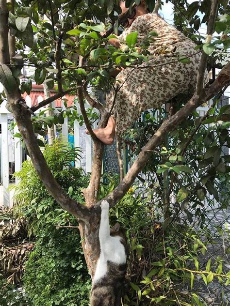 猫爬树帮主人摘东西，就是下来的时候有点怂，最后还摔了一下脸！|猫|主人_新浪新闻