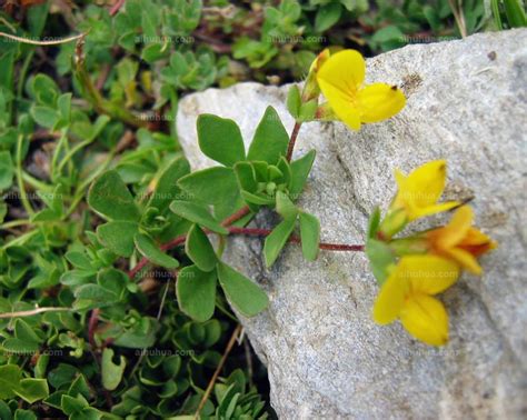 百脉根花(Ltuscrniculatus)又名五叶草图片