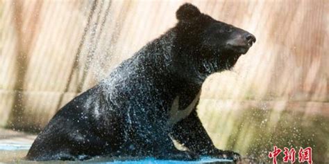 美国田纳西大学出现一头90公斤的黑熊 已送归山林_手机新浪网