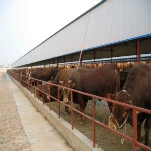 毕节肉牛出售 德盛肉牛养殖场-食品商务网