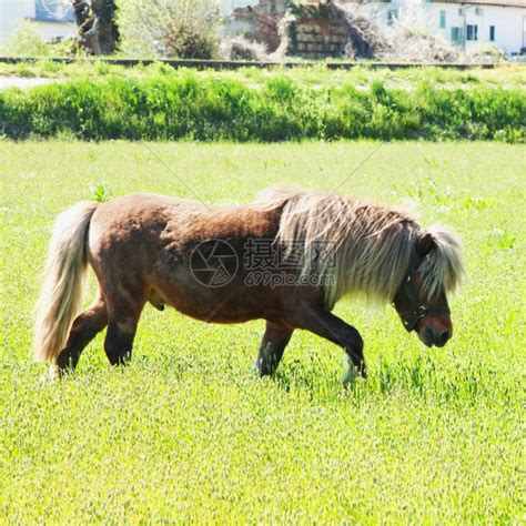 母马和马驹奔驰图片-在草地上奔跑的两只马素材-高清图片-摄影照片-寻图免费打包下载