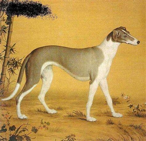 中华细犬是种什么犬（中华细犬的分类和特征） - 胖萌舍宠物网