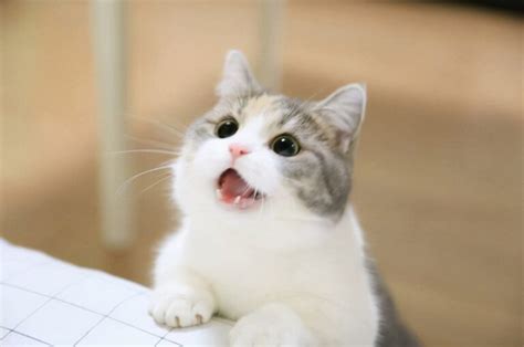 猫一共有多少种叫声 猫咪的叫声代表什么意思 _八宝网