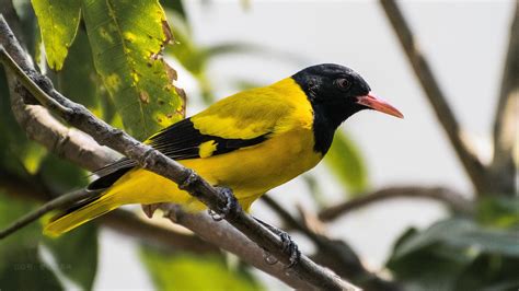 黑枕黄鹂-黄河湿地鸟类-图片