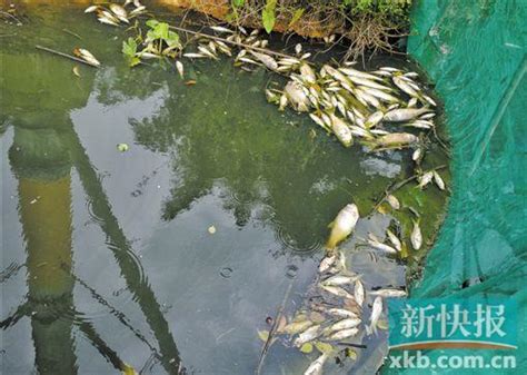 无证垃圾场附近鱼塘数万斤鱼死亡(图)|河流污染|垃圾_新浪新闻