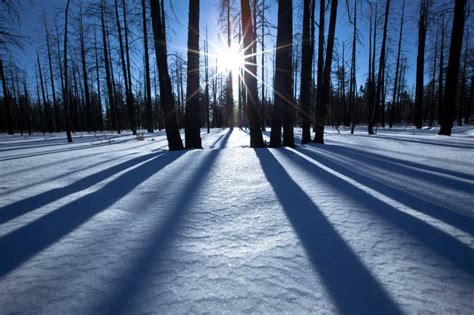 被大雪覆盖的森林图片-阳光下被大雪覆盖的森林素材-高清图片-摄影照片-寻图免费打包下载