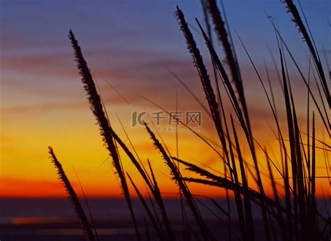 沙滩上的金色夕阳，高草在风中高清摄影大图-千库网