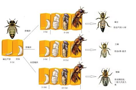 蜜蜂的哺育行为！_幼虫