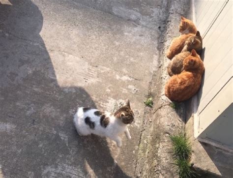 女生宿舍楼下的三只猫排队晒太阳 第四只猫咪的反应引发关注 - 第2页