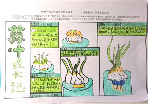 大蒜 植物的生长变化观察记录表_文档之家