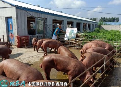 广西农垦良圻原种猪场：猪肉实现从猪场到餐桌全程可追溯|广西_新浪新闻