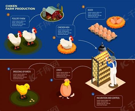 从家禽养殖场到孵化控制和小鸡等距矢量图育种的鸡生产分步方案背景图片免费下载_海报banner/高清大图_千库网(图片编号6348855)