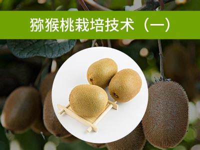 重庆黔江：采摘猕猴桃-人民图片网
