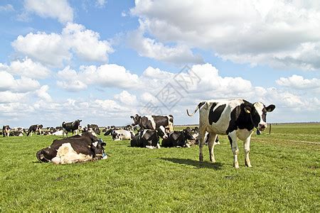 来自荷兰农村的牛群 母牛草地动物哺乳动物奶牛场地绿色养牛高清图片下载-正版图片321541324-摄图网