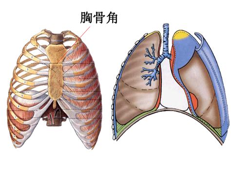 胸部结构图图片