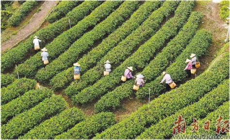新茶叶加工厂在规划设计中如何选址？