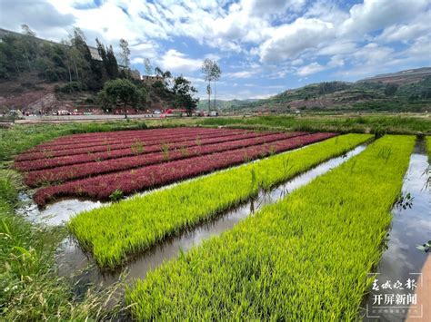 开屏新闻-富民县种植百亩彩色稻田扮靓乡村
