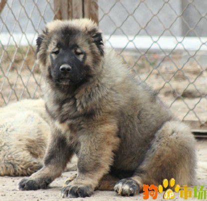高加索幼犬两个多月 - 高加索交易 - 猛犬俱乐部-中国具有影响力的猛犬网站 - Powered by Discuz!
