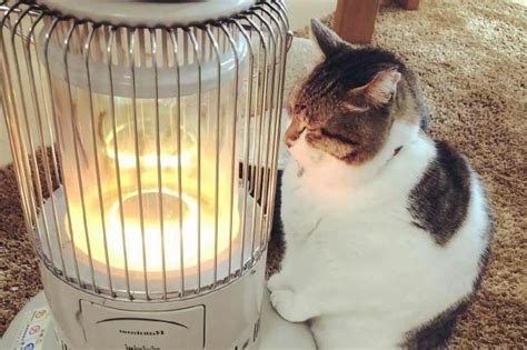 冬天到了，猫咪霸占着烤火炉一脸享受，还不让别人靠近