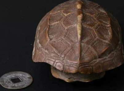越南国宝千年神龟标本正式对外展示，曾是世界最大乌龟，头大如牛
