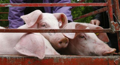 猪在市场上展示高清图片下载-正版图片502683907-摄图网
