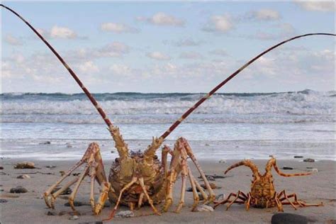 世界上最大的“淡水虾王”体长1.1米, 常被人错认为“龙虾”|龙虾|淡水虾|小龙虾_新浪新闻