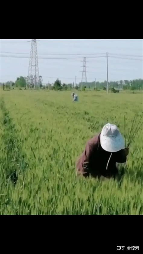 农民夫妇在麦田里收割麦子高清图片下载-正版图片507692120-摄图网