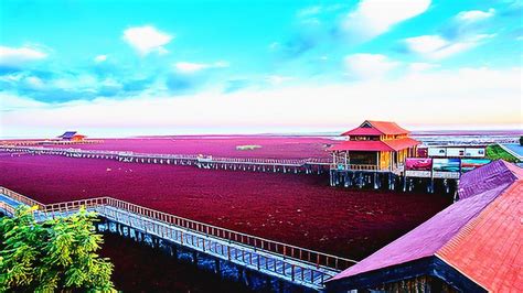 盘锦红海滩：令人沉醉的红色海滩拍摄浪漫婚纱照的理想地_腾讯视频