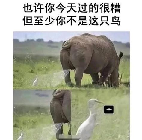 萌死人的表情包图片