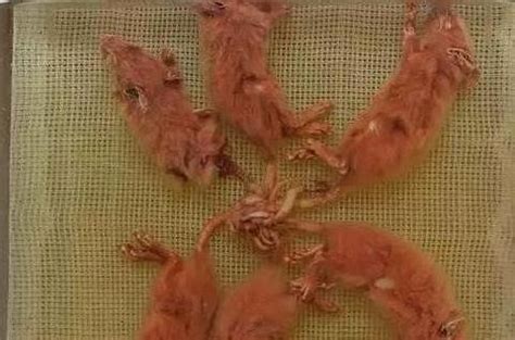西方“鼠王”的恐怖传说，几十只老鼠尾巴交缠成的痛苦之轮|尾巴|痛苦|黑家鼠_新浪新闻