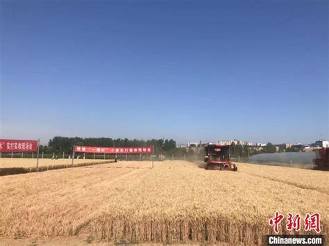 【大国“粮”策】亩产855.13公斤 山西翼城创该省水地小麦最高单产纪录