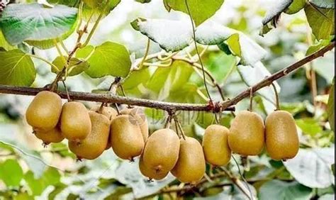 猕猴桃试吃员招募！由世界最大的猕猴桃种质资源基因库为您提供一场奇妙试吃会----中国科学院武汉植物园