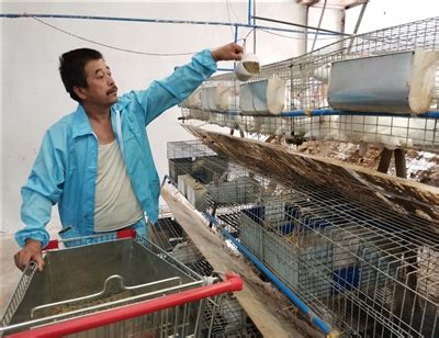 甘南州哪有出售肉兔种兔的_种兔养殖_亿源种兔养殖场